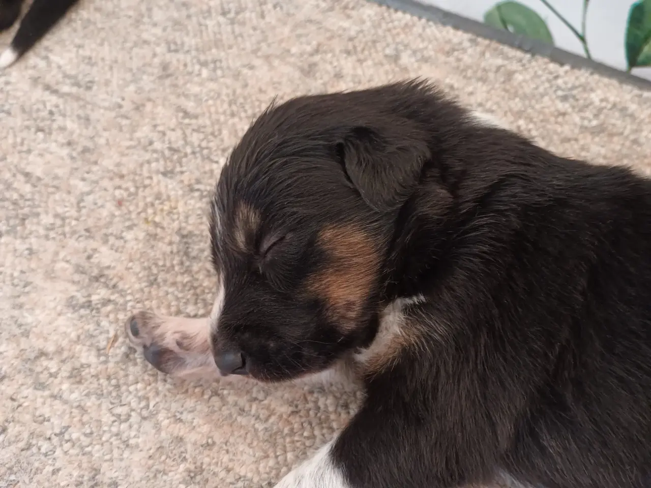 Billede 7 - Border collie hvalpe