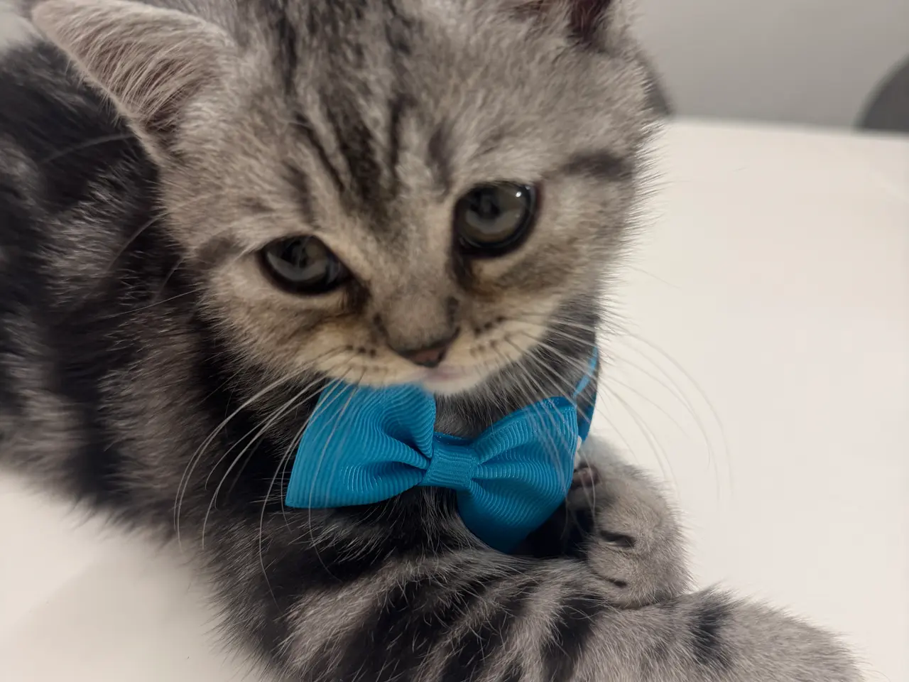 Billede 13 - Unikkes British Shorthair - KUN EN TILBAGE