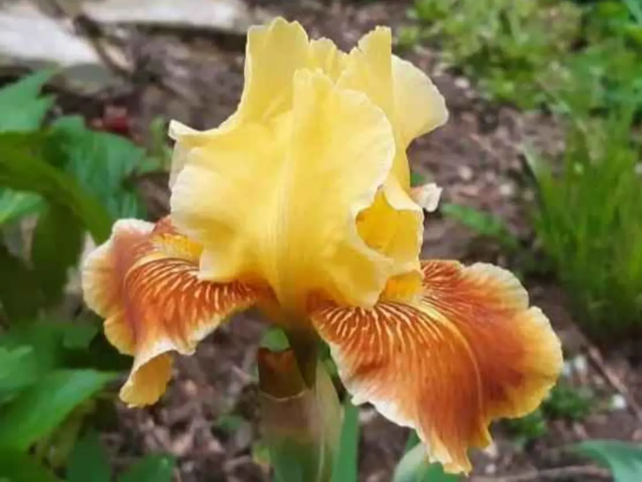 Billede 1 - Gul/kobber iris