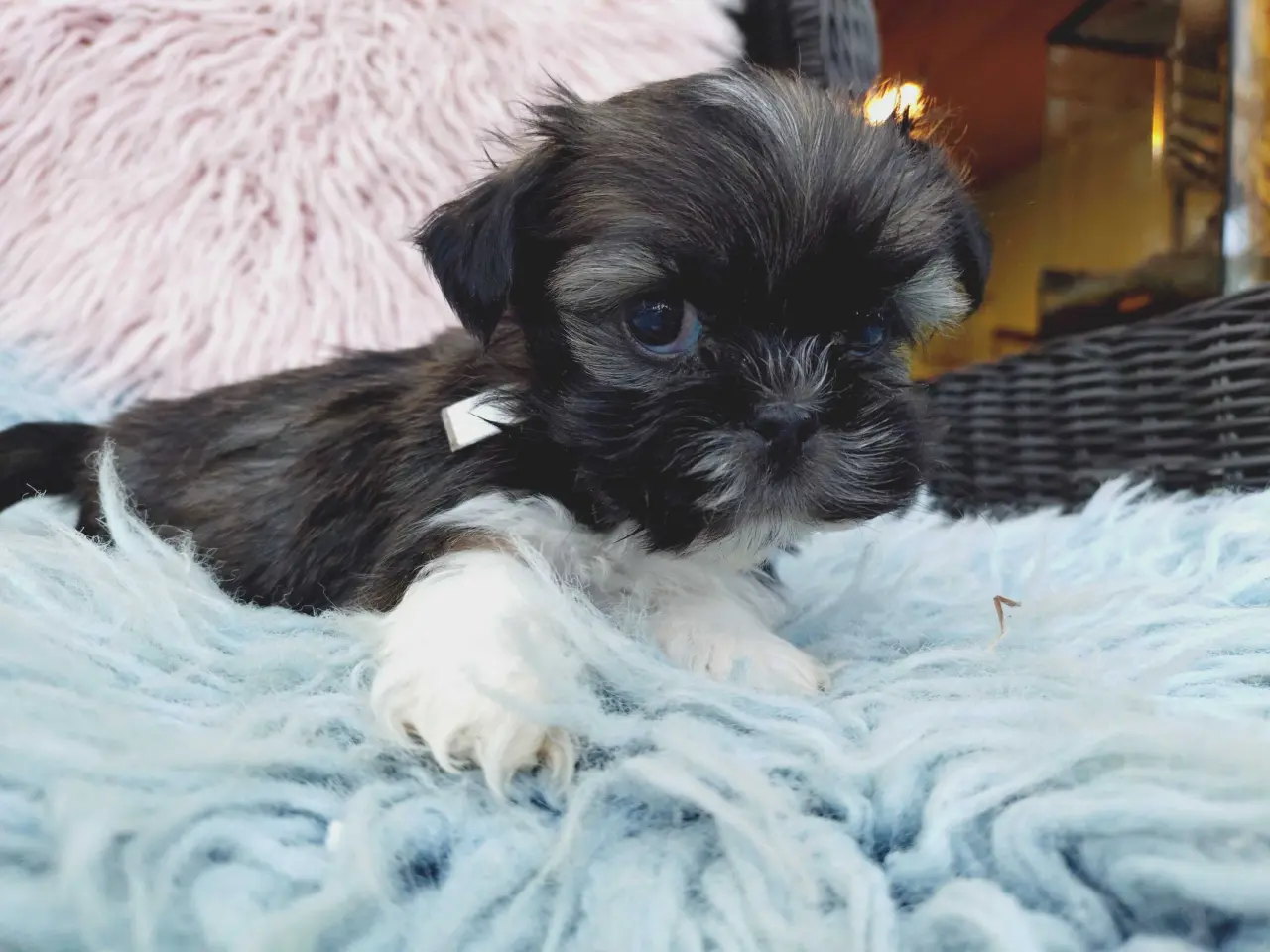 Billede 2 - Lhasa apso hvalpe med stambog