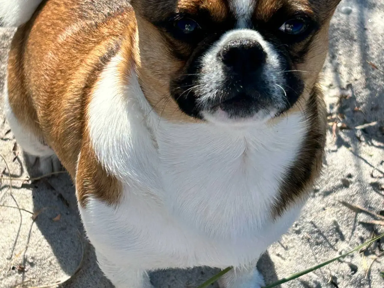 Billede 5 - Dejlig hanhund tilbydes til avl.