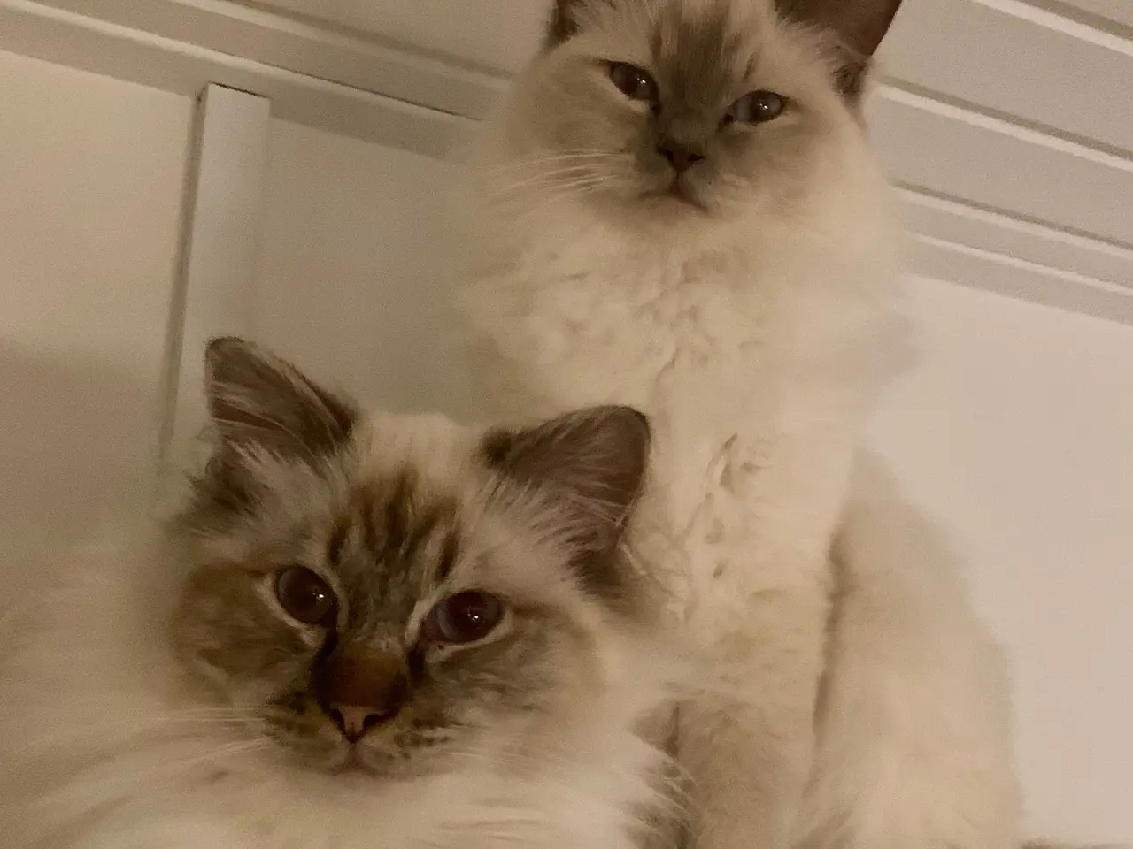 Billede 1 - To Hellig Birma katte