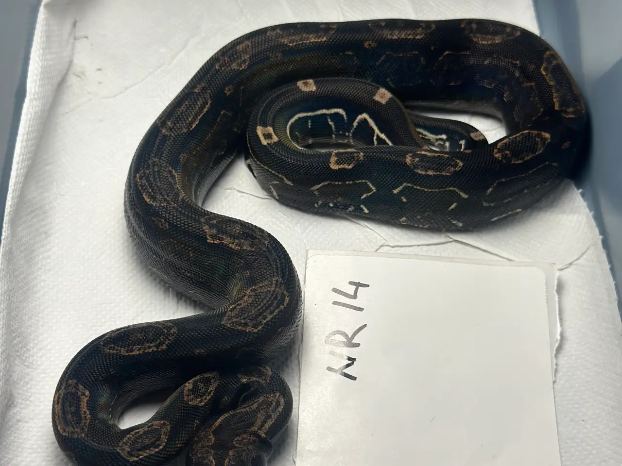 Billede 2 - Boa constrictor Keltic IMG poss Leopard Kahl A