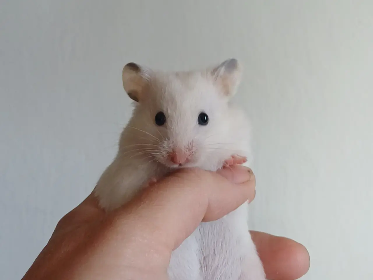 Billede 9 - Guldhamster unger