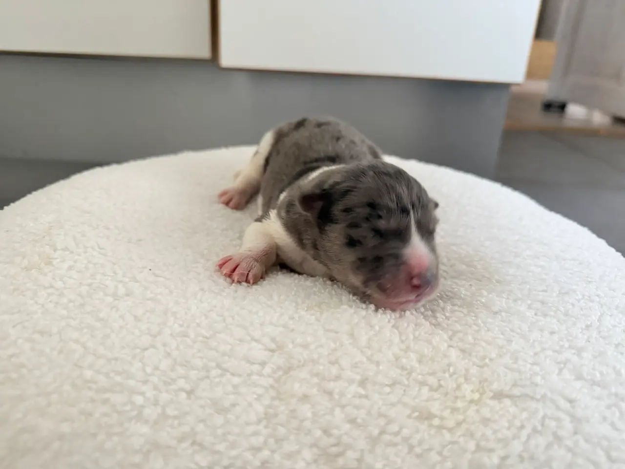Billede 6 - Sødeste 9 hundehvalpe klar til jul