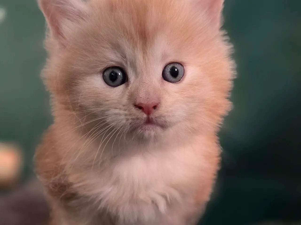 Billede 6 - Maine Coon killinger 