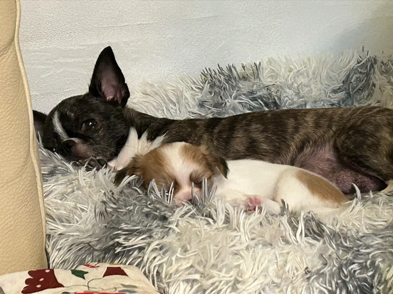 Billede 11 - Chihuahua langhåret 
