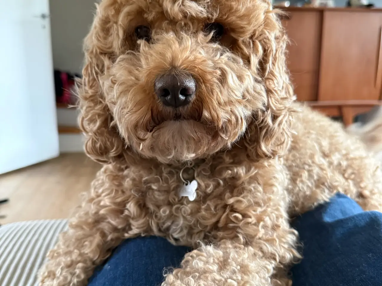 Billede 9 - Cockerpoo hvalpe / doodle