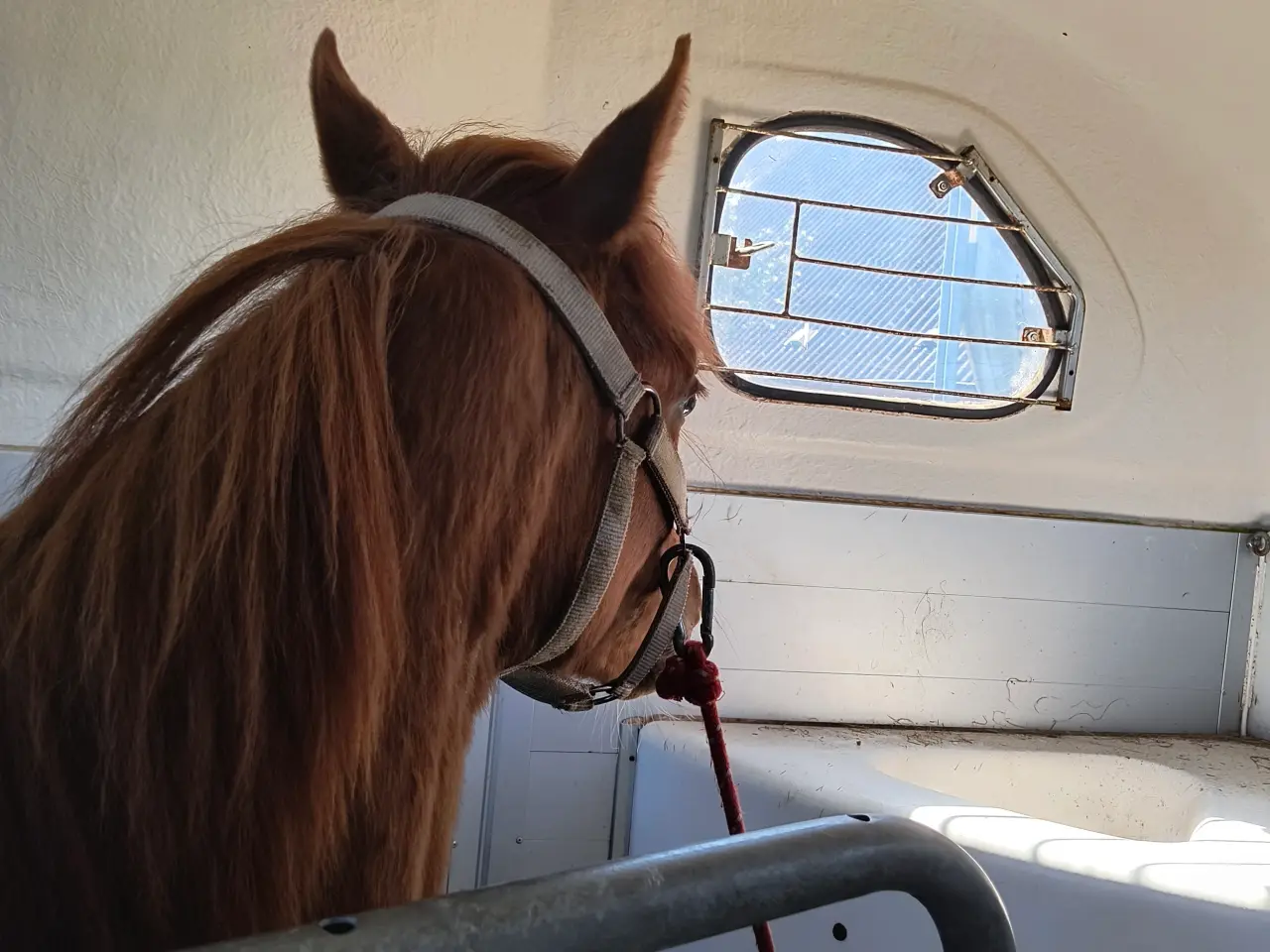 Billede 9 - Dansk Sports pony ( kat 1)