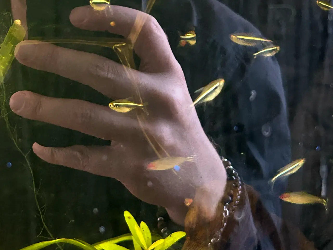 Billede 5 - 🐟🖤 Sorte neonfisk – flotte stimefisk