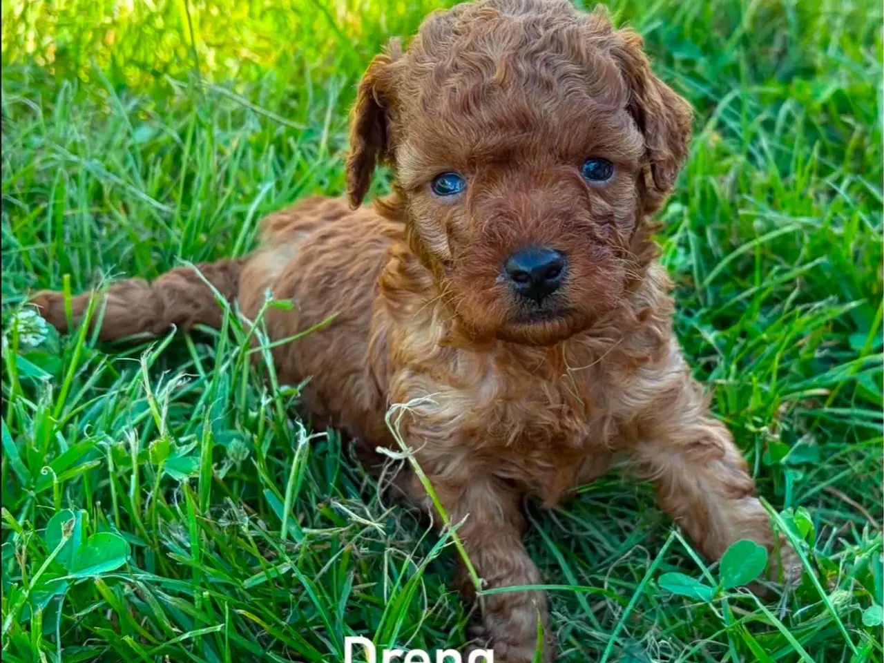 Billede 2 - Maltipoo  rejseklar 