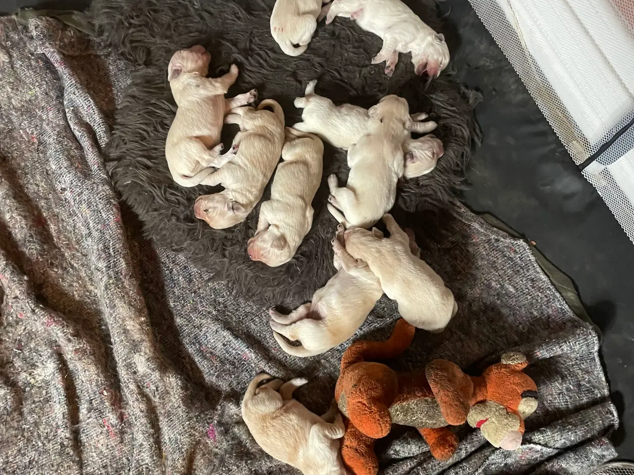 Billede 2 - Golden retriever hvalpe