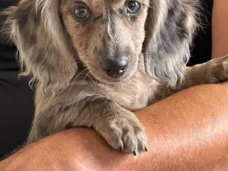 Langhåret dværg gravhund. Lille smuk pige