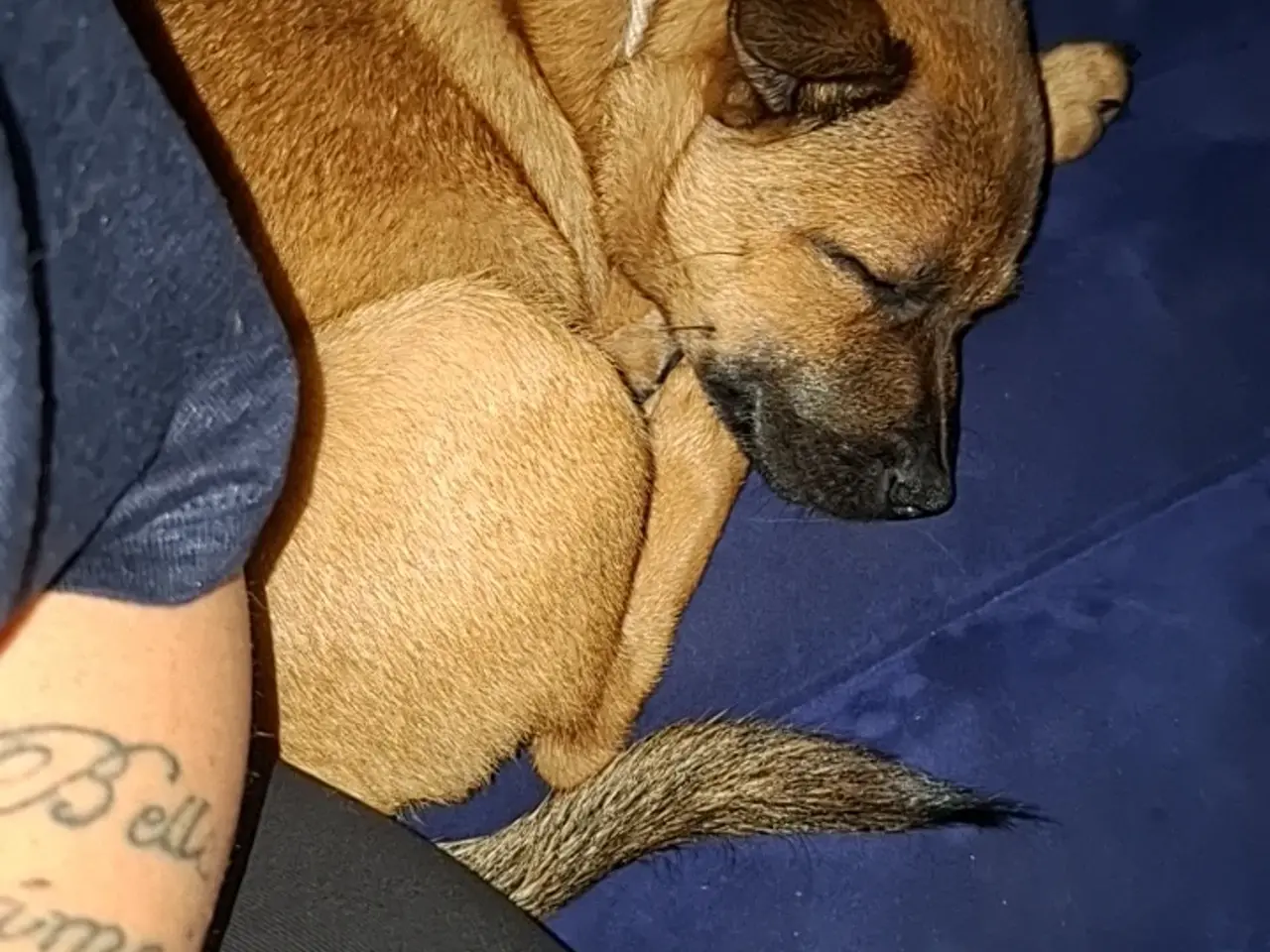 Billede 4 - Staff blanding søger nyt hjem🐶❤️