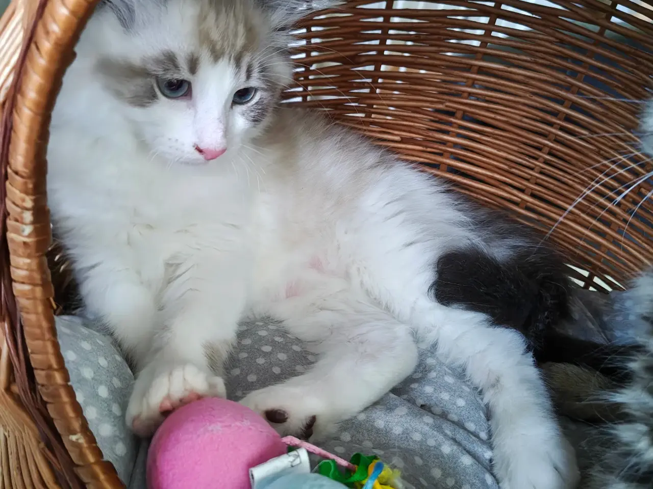 Billede 9 - Ragdoll far-Ragdoll,Skovkat mor 