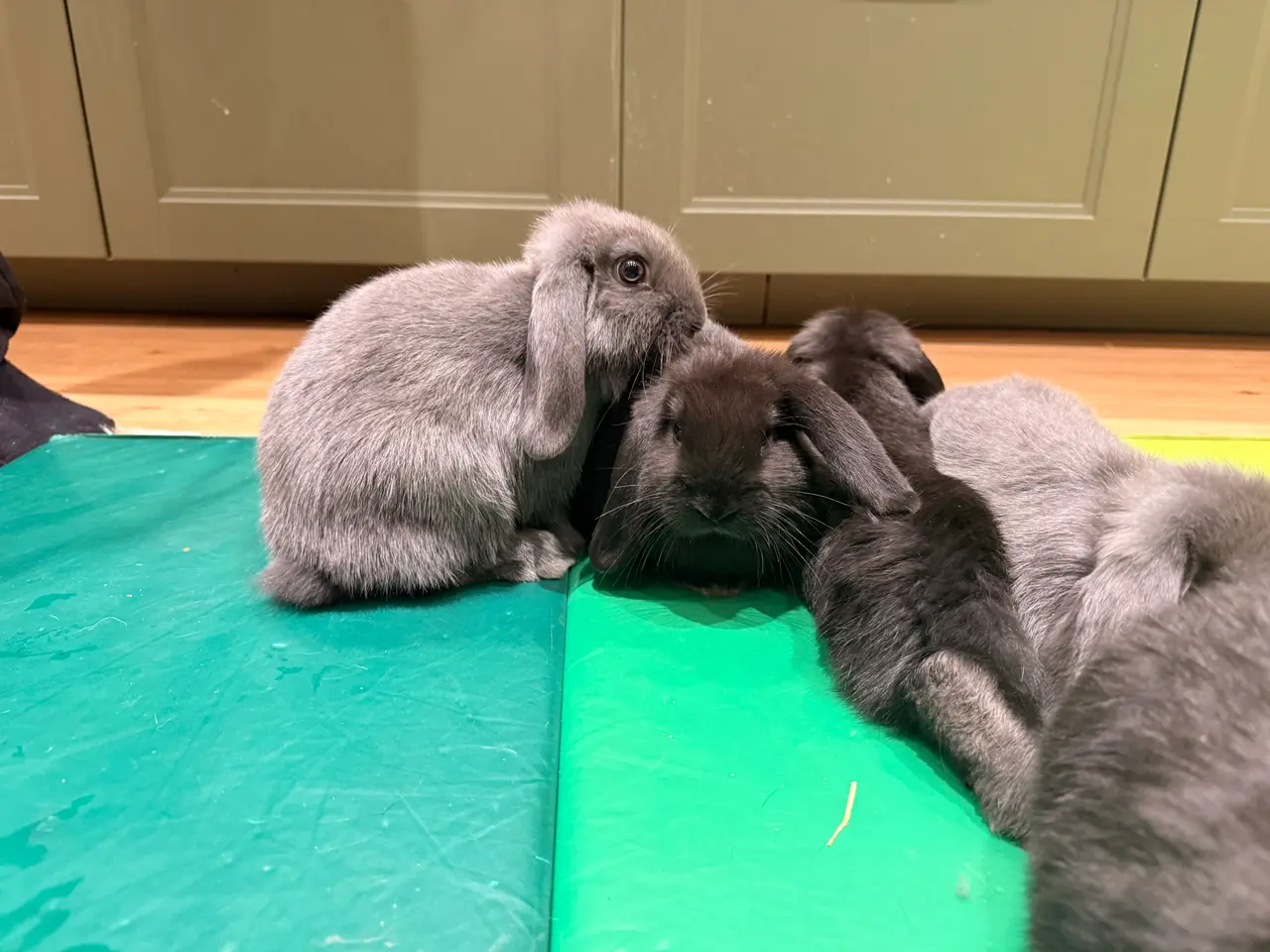 Billede 3 - Kaninunger søger hjem 🐰