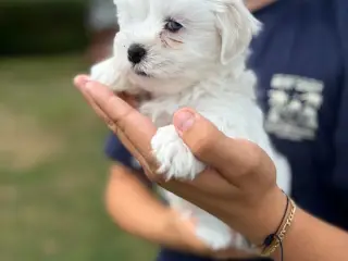 5 Søde hundehvalpe  - 3