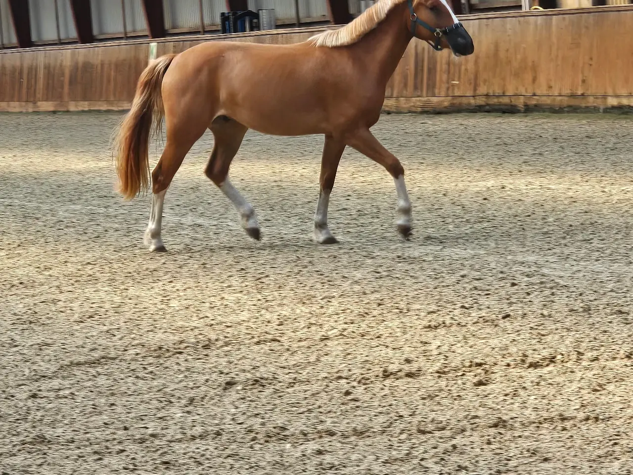 Billede 4 - Dansk sports pony blanding 