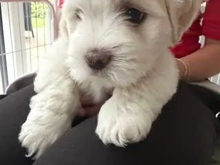 Coton de tulear hvalpe - DKK stamtavle