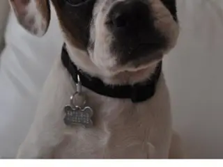 SØGER blanding fransk Bulldog/dansk-svensk 
