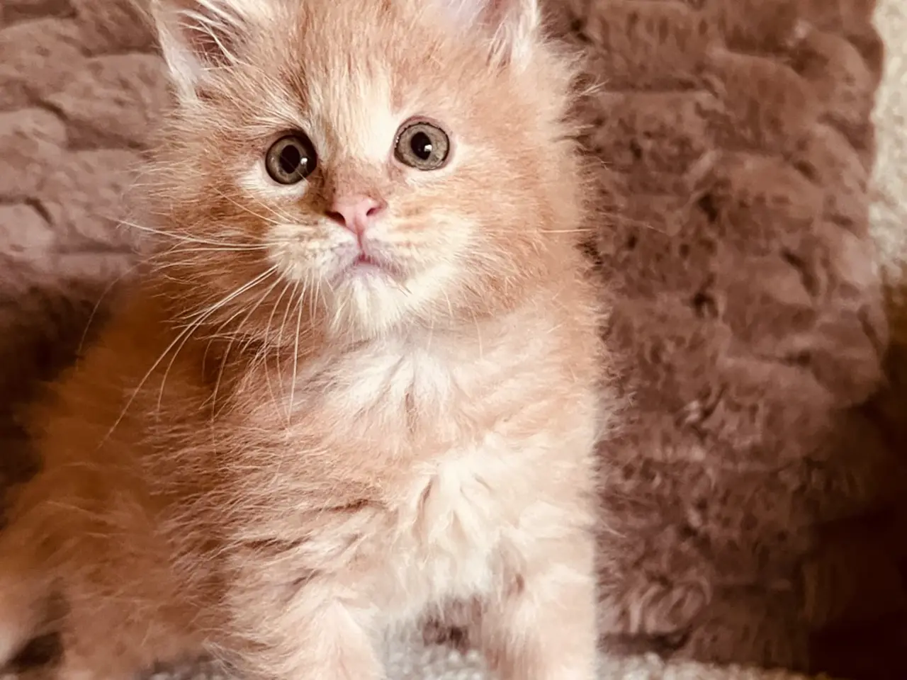 Billede 4 - Mainecoon killinger
