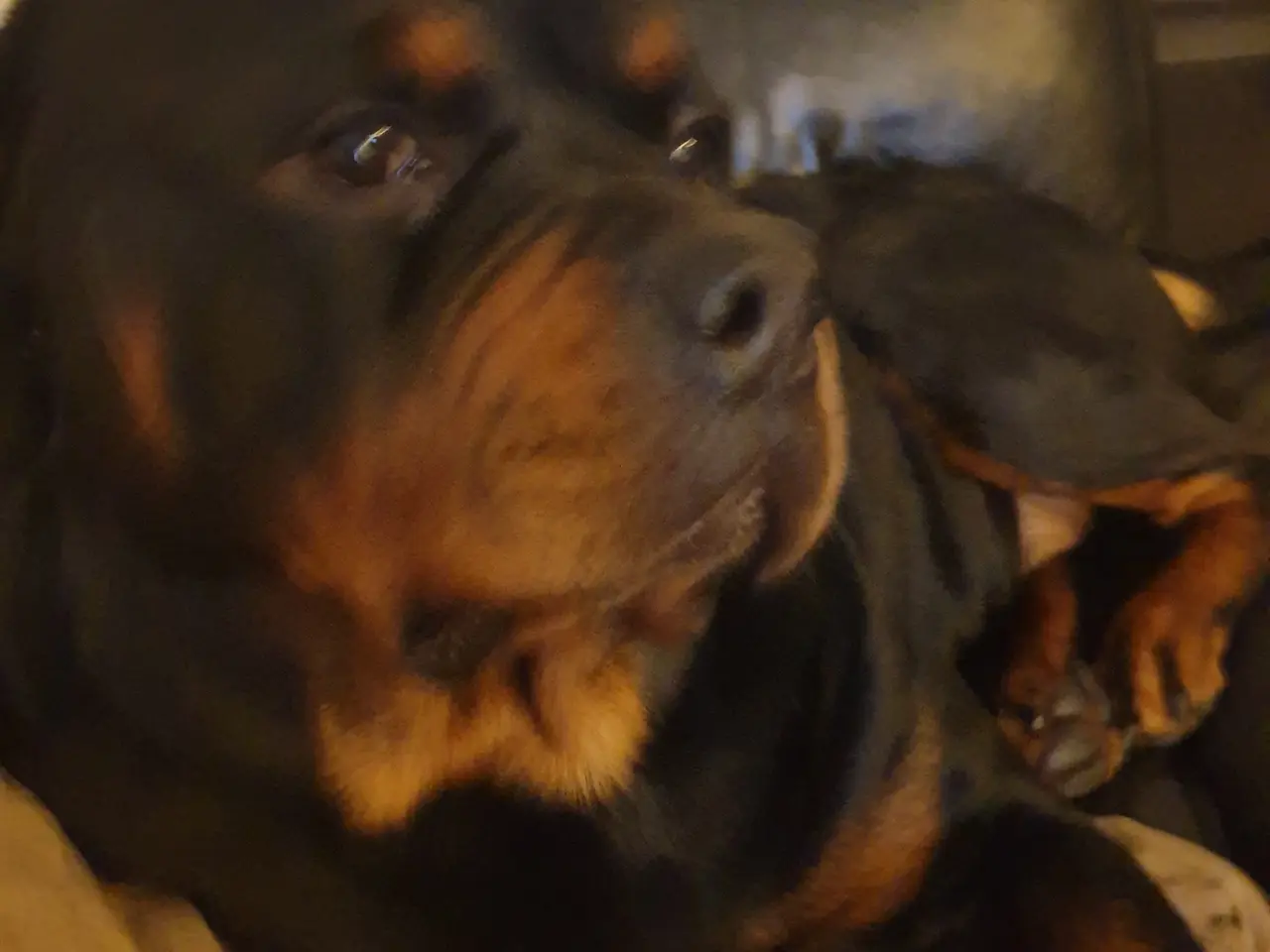 Billede 1 - Rottweiler han med stamtavle tilbydes til avl