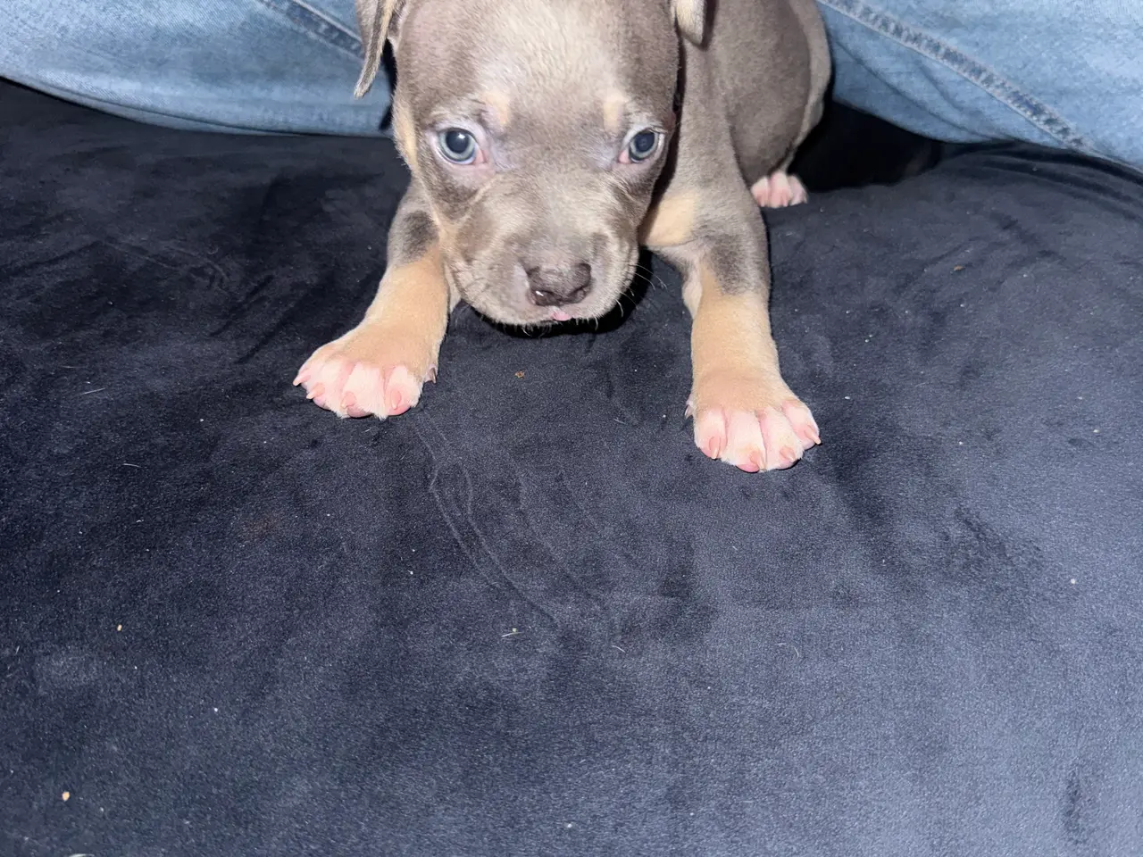 Billede 2 - American bully hvalpe🩵🩷