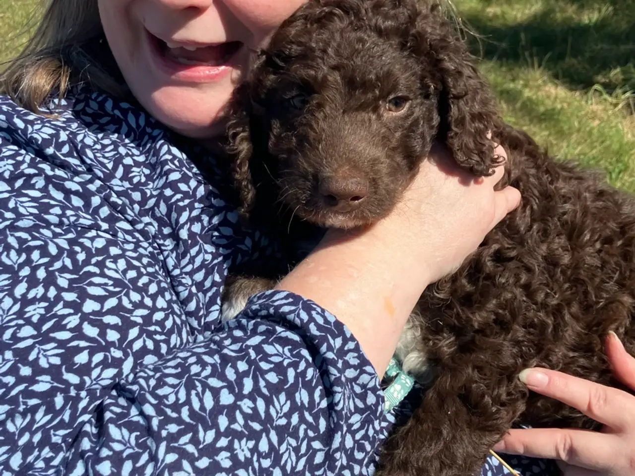 Billede 6 - Lagotto Romagnolo/Curly Coatted Retriever 
