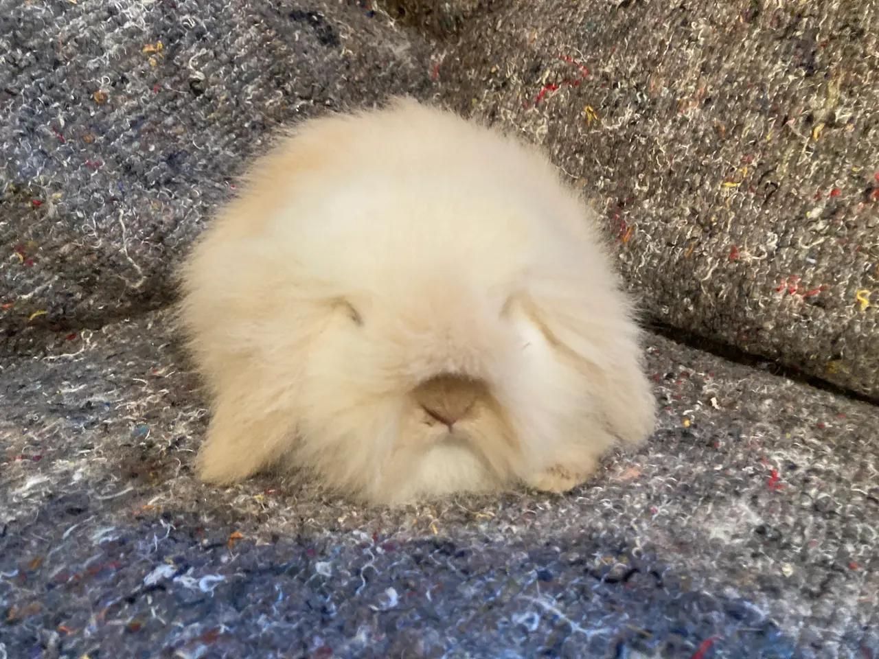 Billede 7 - Utrolig SMUK dobbeltmanket Mini Lion Lop🐇