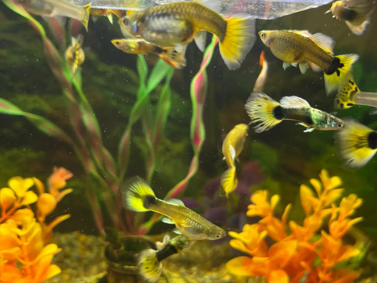 Billede 6 - Guppy mix Fisk unger 