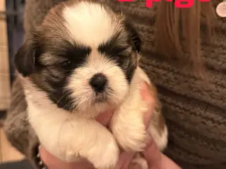 Shih Tzu hvalpe