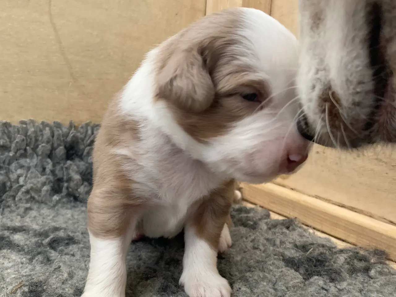 Billede 3 - Miniature American Shepherd hvalpe 