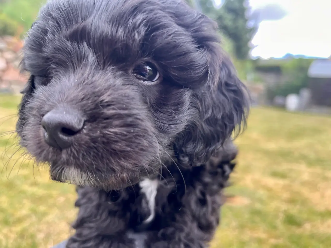 Billede 6 - ✨ Cavapoo-hvalpe søger et kærligt hjem ✨