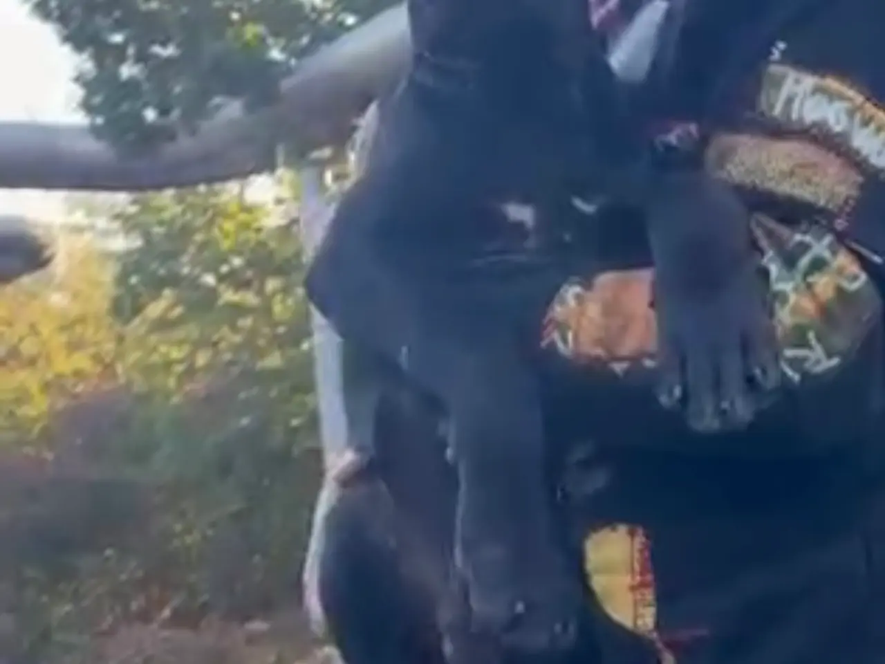 Billede 1 - Cane Corso