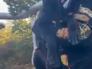 Cane Corso