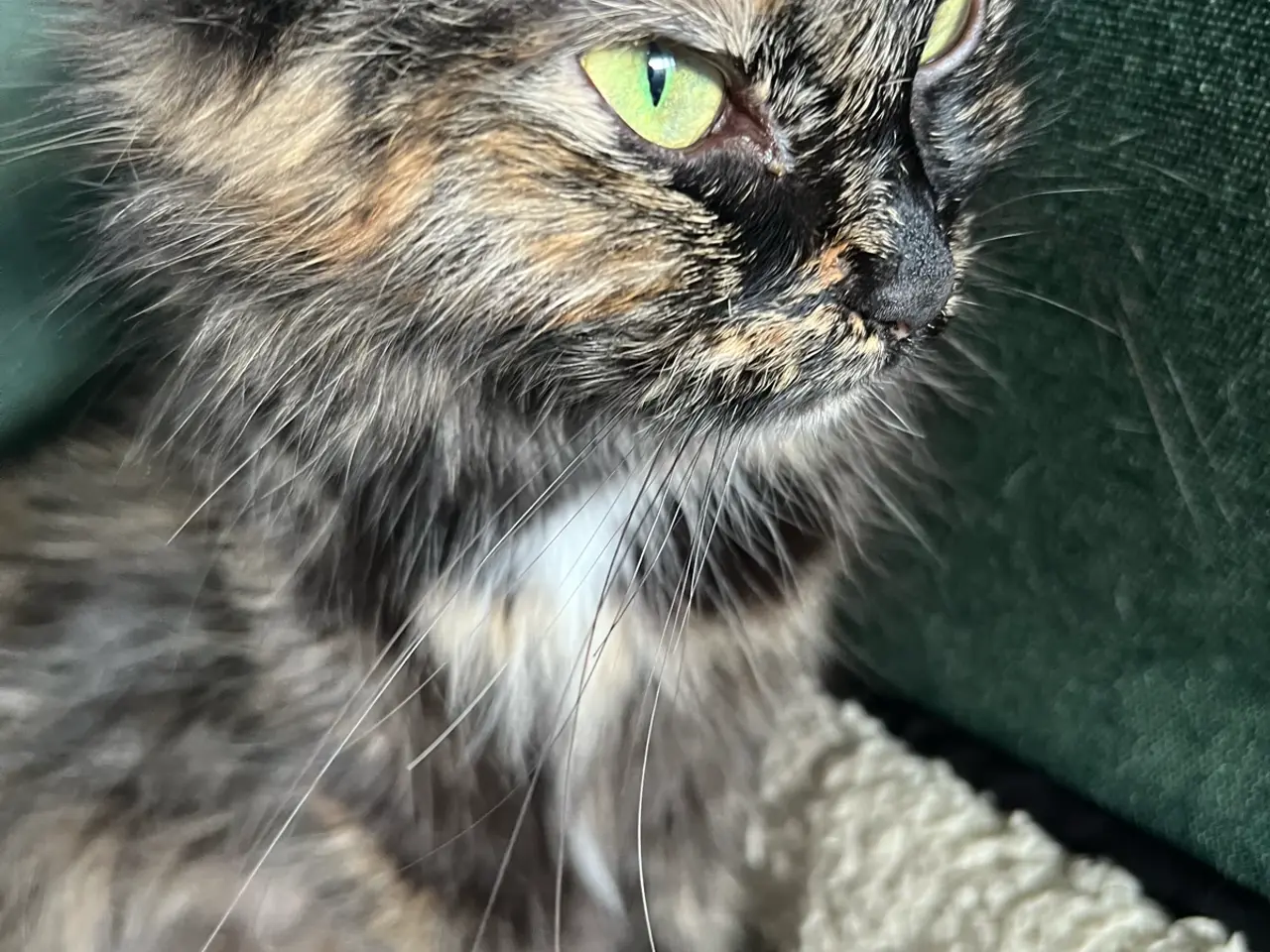 Billede 8 - Ragdoll/maine coon