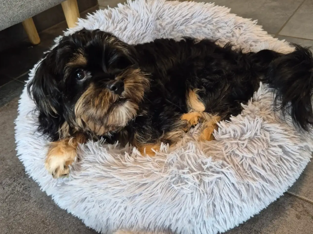 Billede 16 - Shih Tzu/ bichon havanais