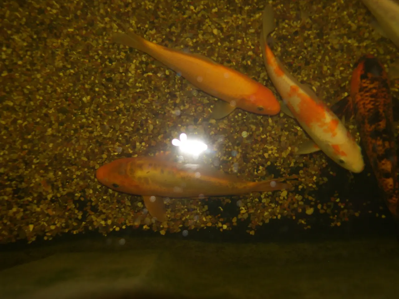 Billede 1 - Koi karper