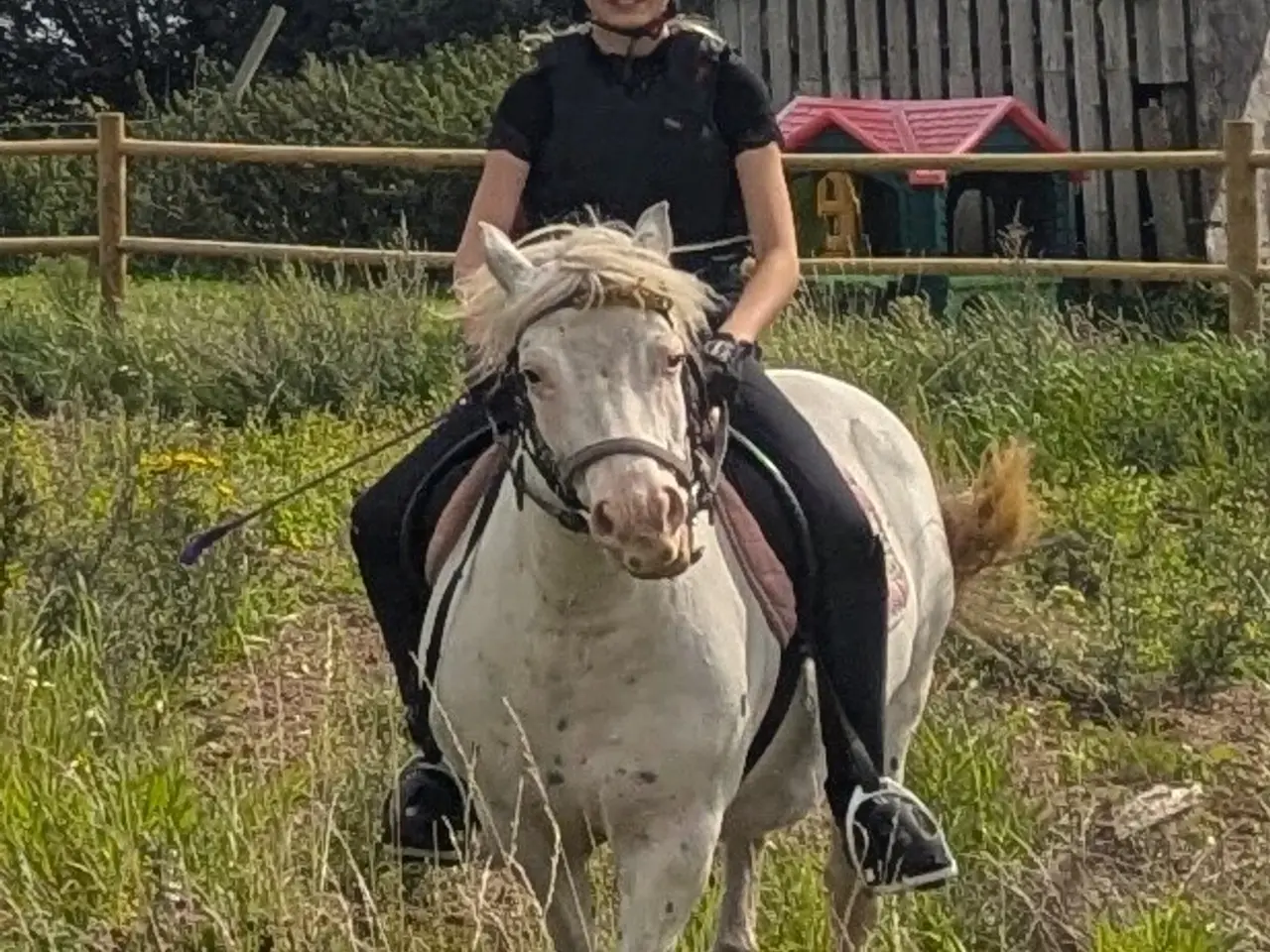 Billede 18 - Knabstrupperpony til ridning eller avl