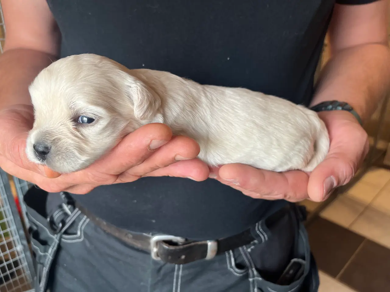 Billede 4 - Kun en sød han tilbage nu! Bichon blanding 🐶💙