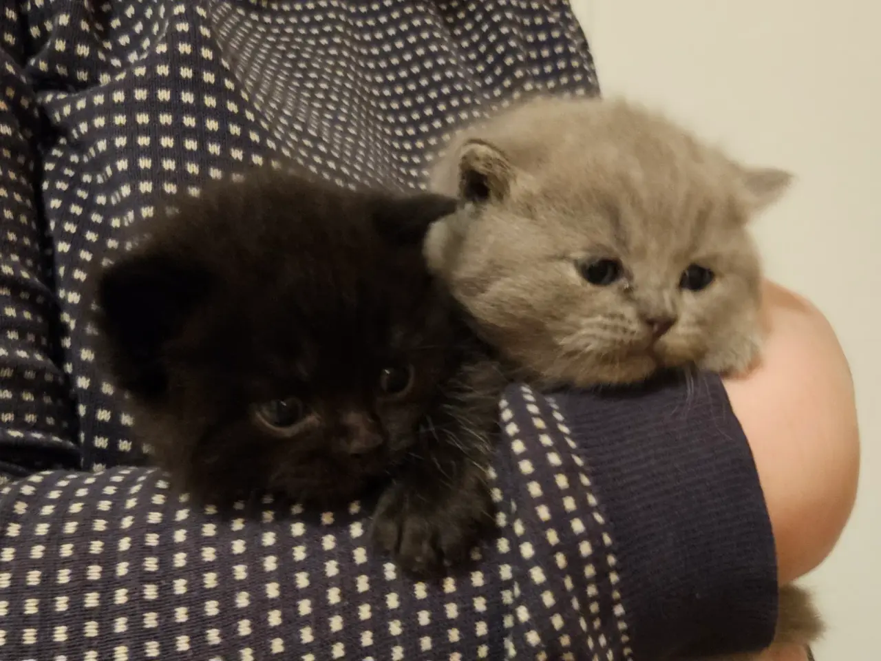 Billede 4 - British shorthair killinger med stamtavle