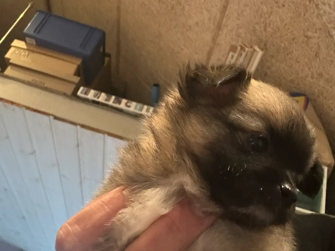 Billede 5 - hundehvalpe pomchi 