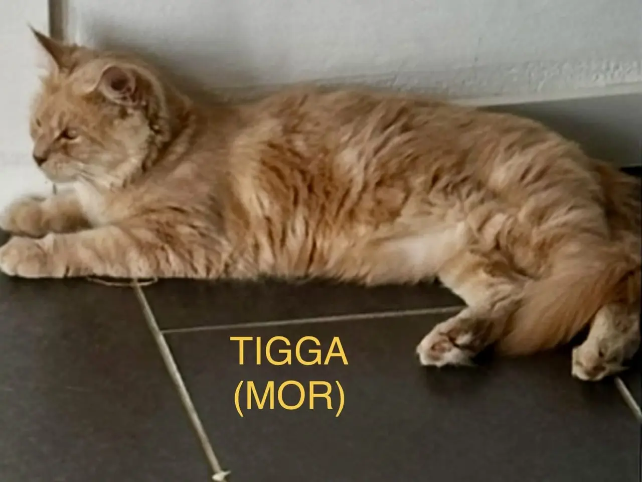 Billede 6 - Maine coon/ragdoll killinger