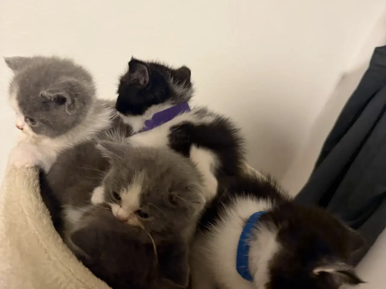 Billede 4 - British shorthairx ragdoll killinger sælges