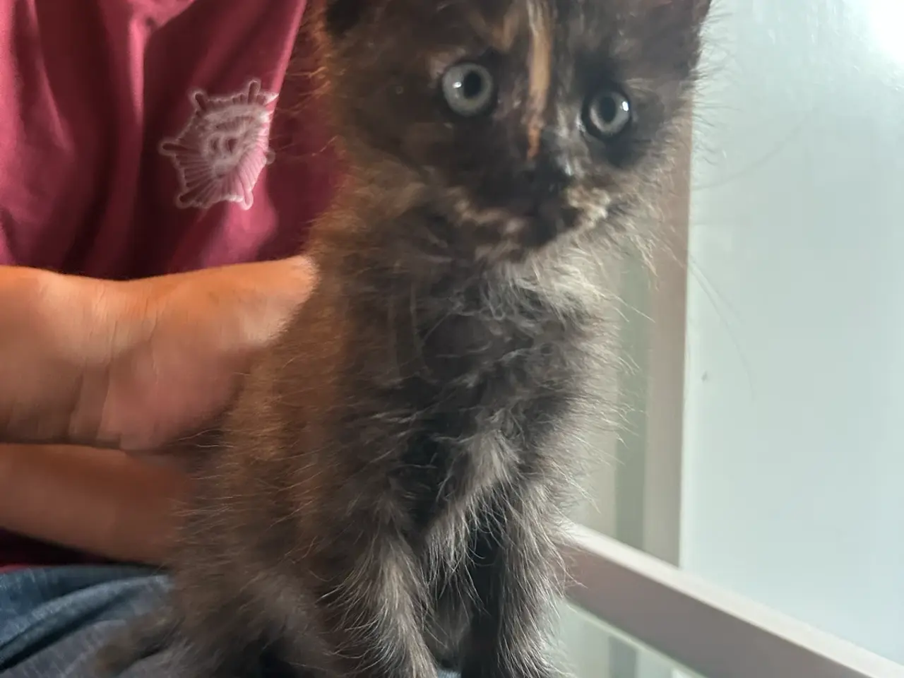 Billede 5 - Ragdoll/Maine Coon killing