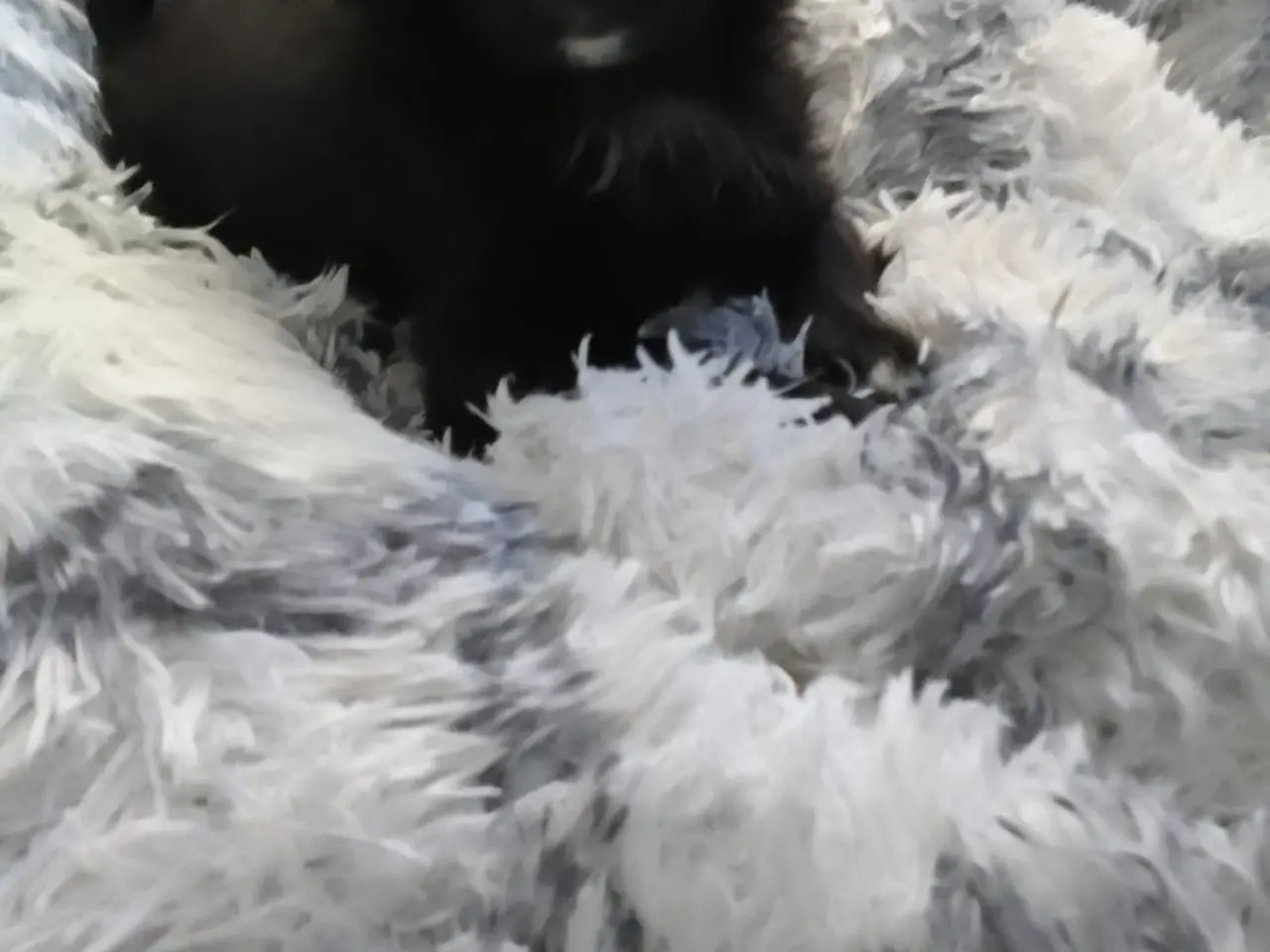 Billede 12 - Den skønneste Pomeranian-blandingshvalp