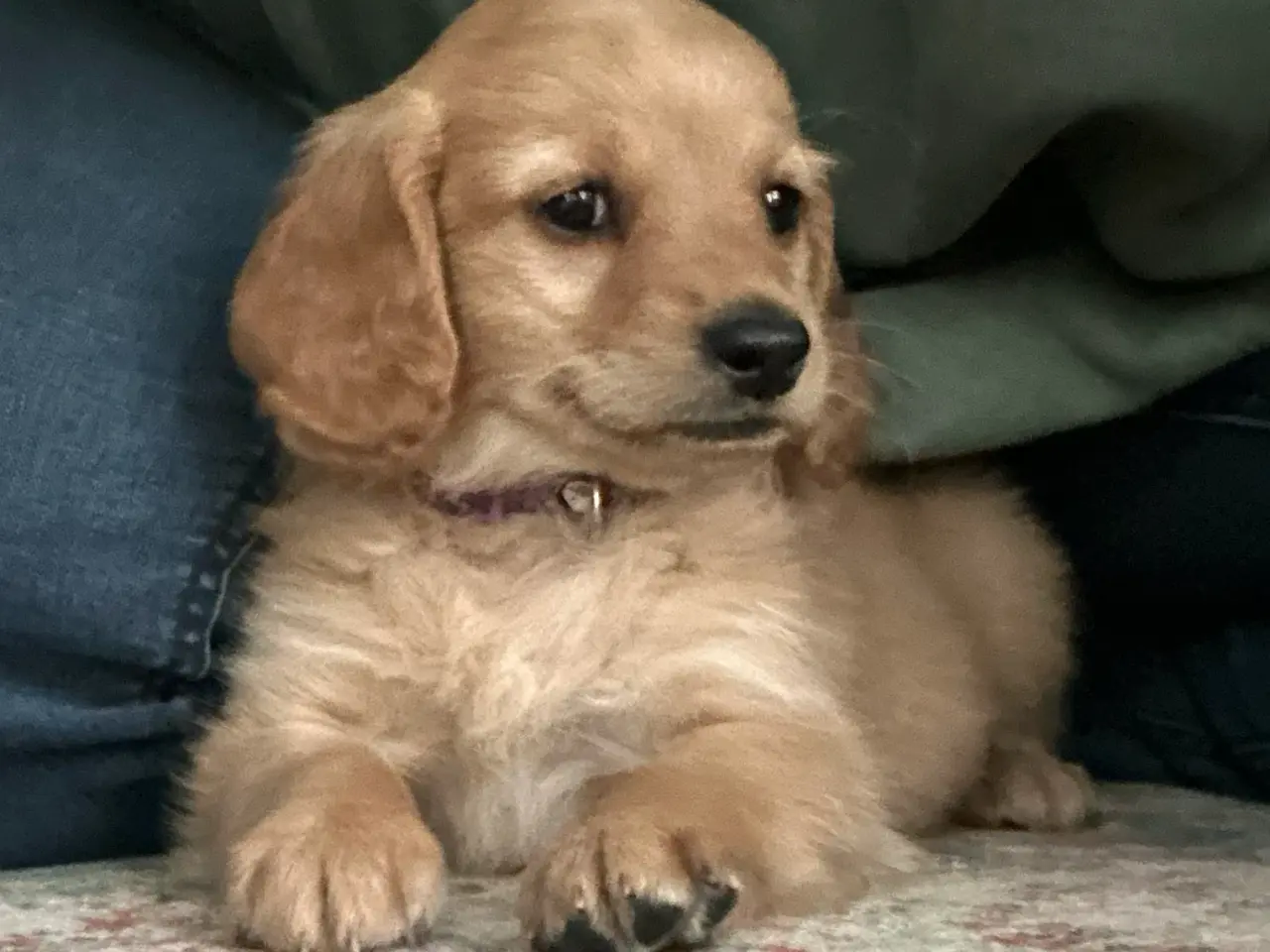 Billede 5 - Goldendoodle + Cavapoo