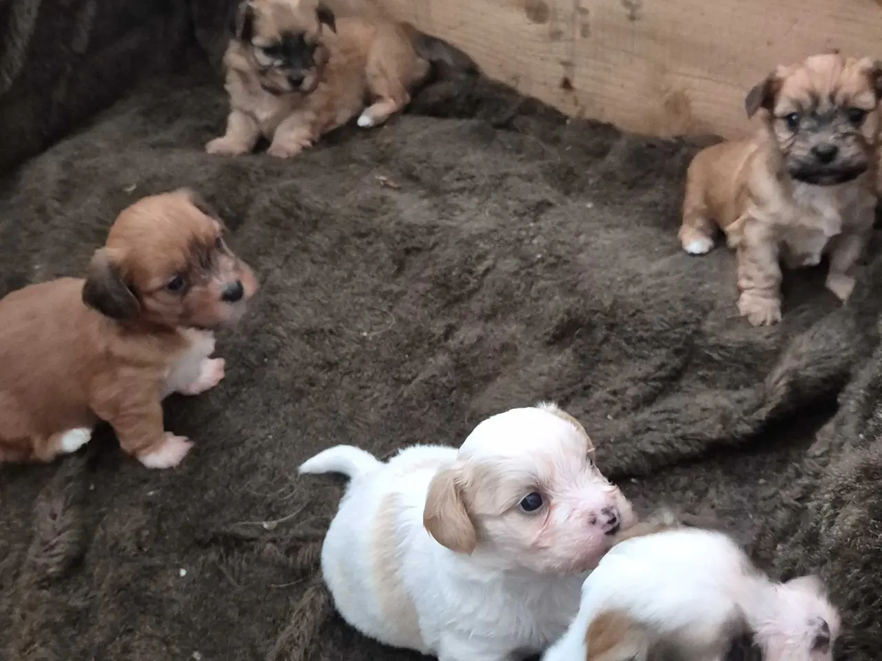 Billede 2 - Bichon havanaise hvalpe 