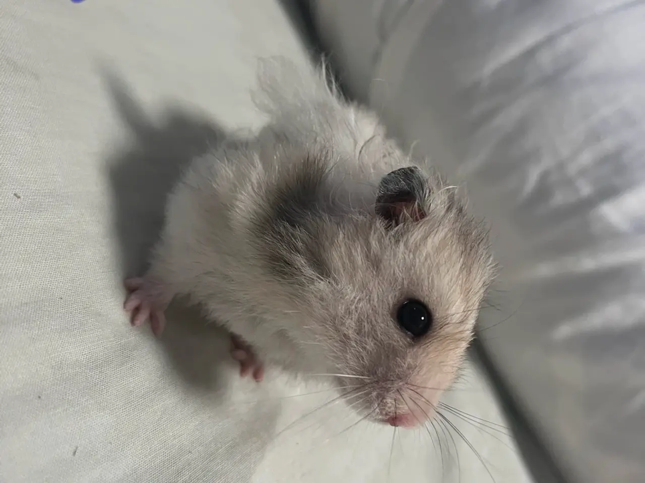 Billede 5 - Guldhamster unger