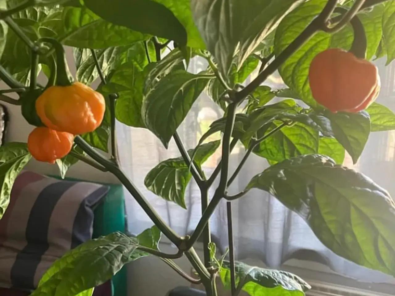 Billede 4 - Chili frø rester - se tekstfelt